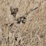 Костюм для охоты камуфляжный летний JahtiJakt Archie Light Reed Camo (камыш)