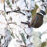 Костюм для зимней охоты финский Alaska Blind Max Snow Camo HD